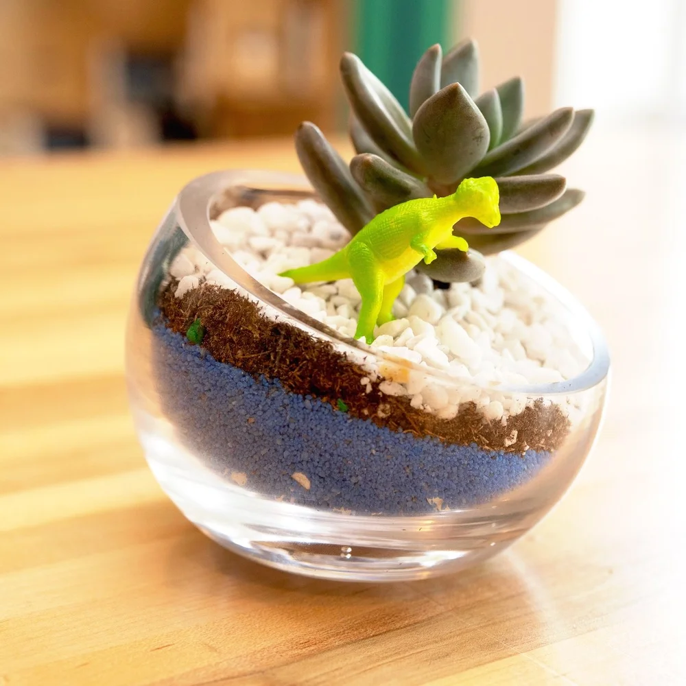 Succulent Terrariums DIY Kit  The Works Seattle