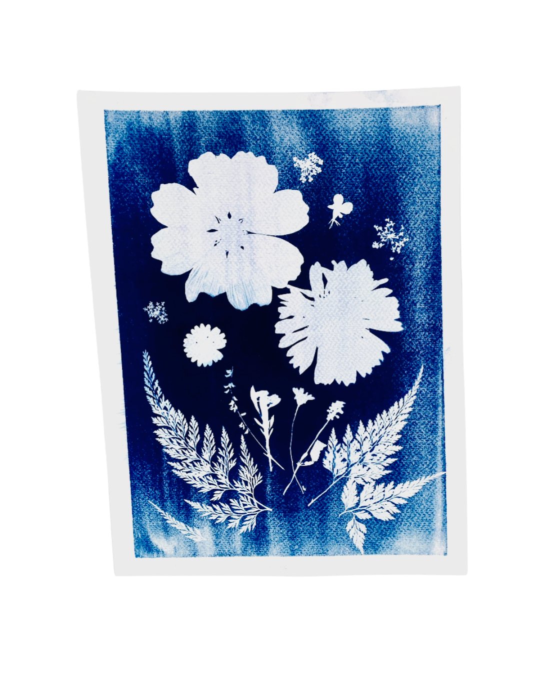 Cyanotype prints
