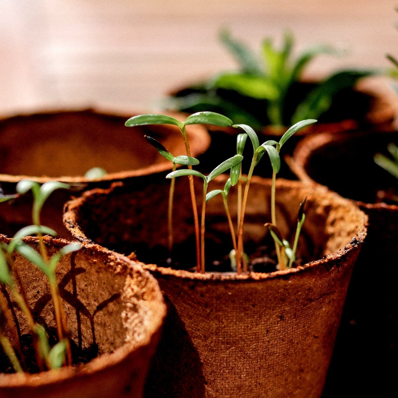 Indoor herb garden DIY Kit seedlings growing