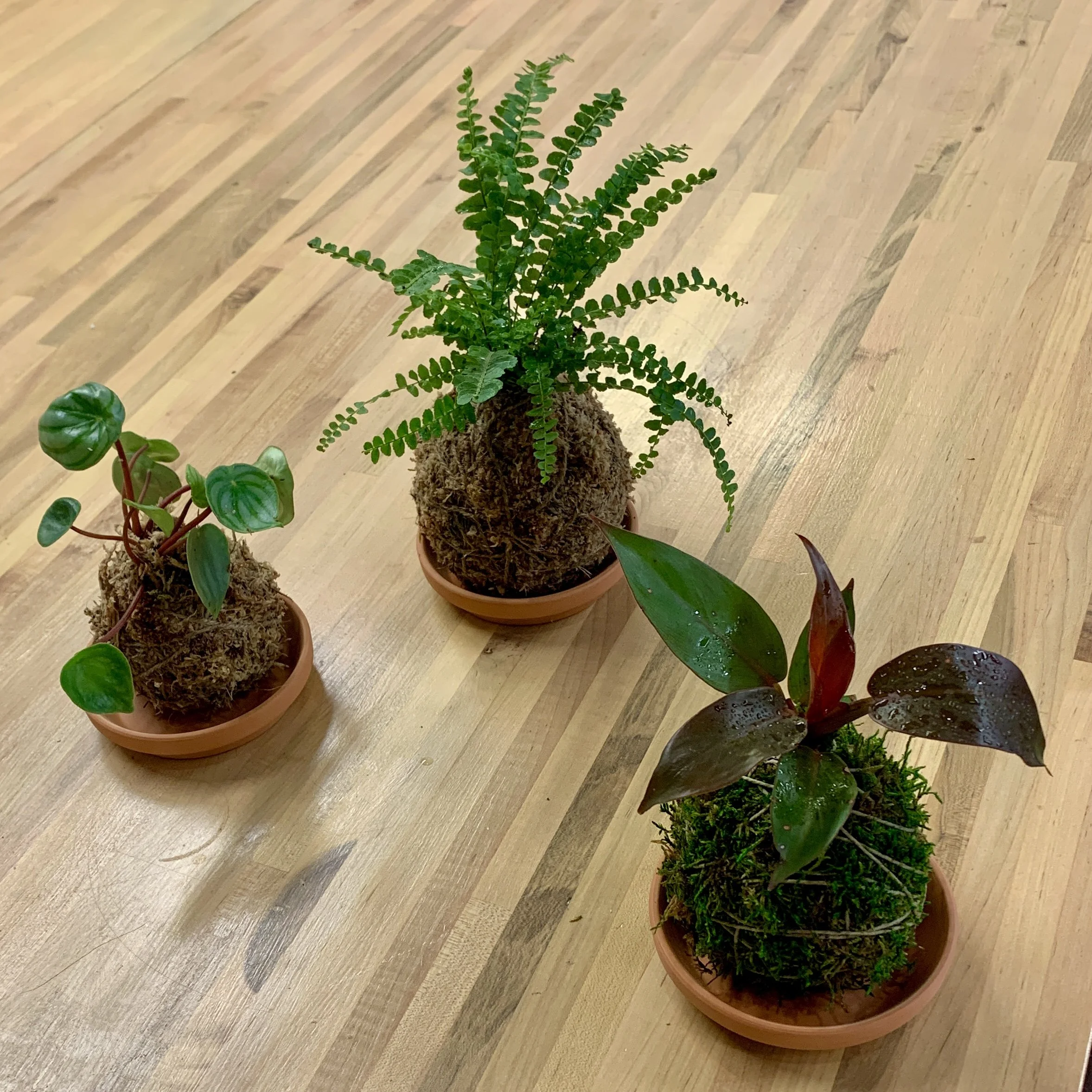 Kokedama
1h 15m | $65