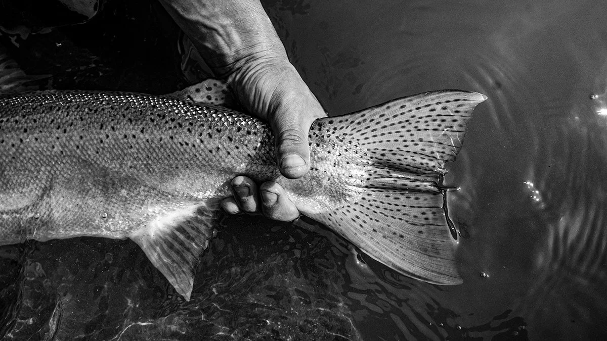 LOOP TACKLE