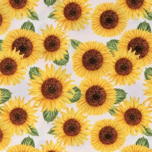 Sunflower--1912898-80980463-IMGSET.jpg