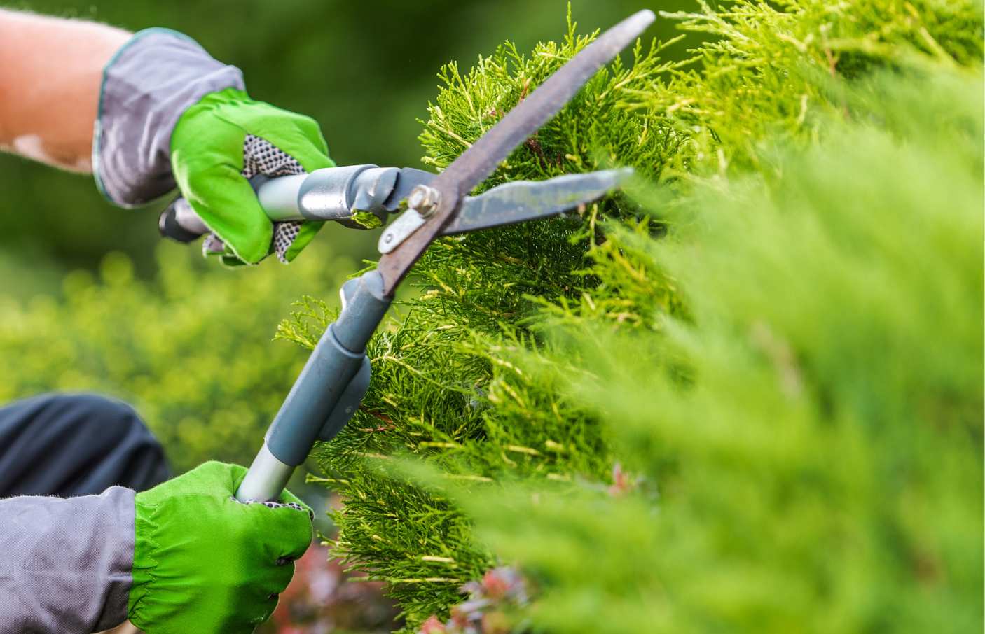 Garden Maintenance Services | Hedge Trimming & Pruning