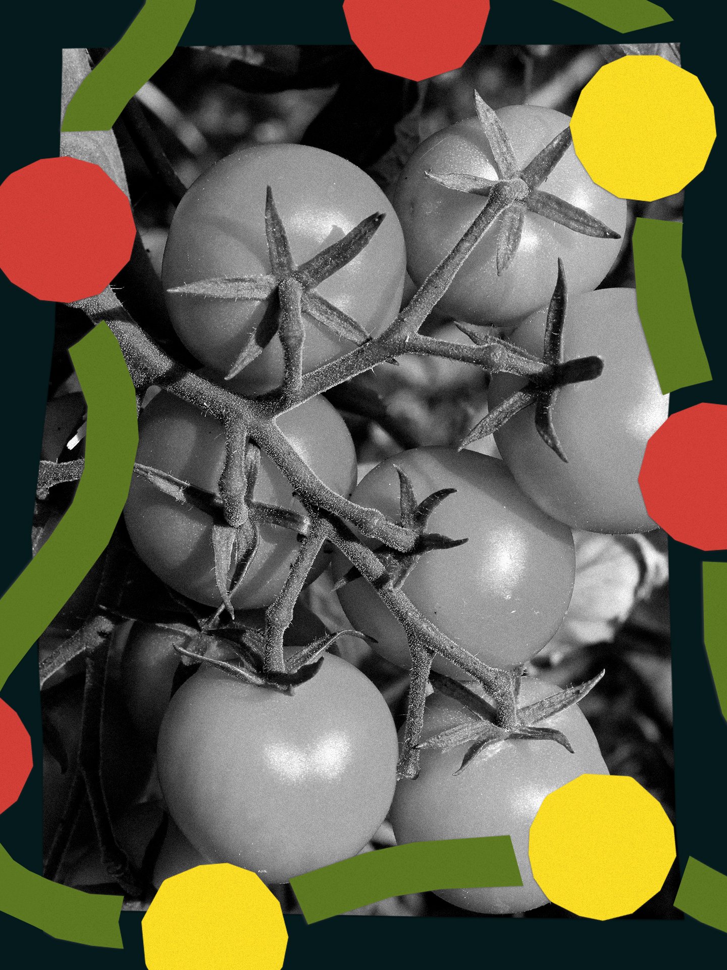 The Tomato’s Journey Through Time and Taste