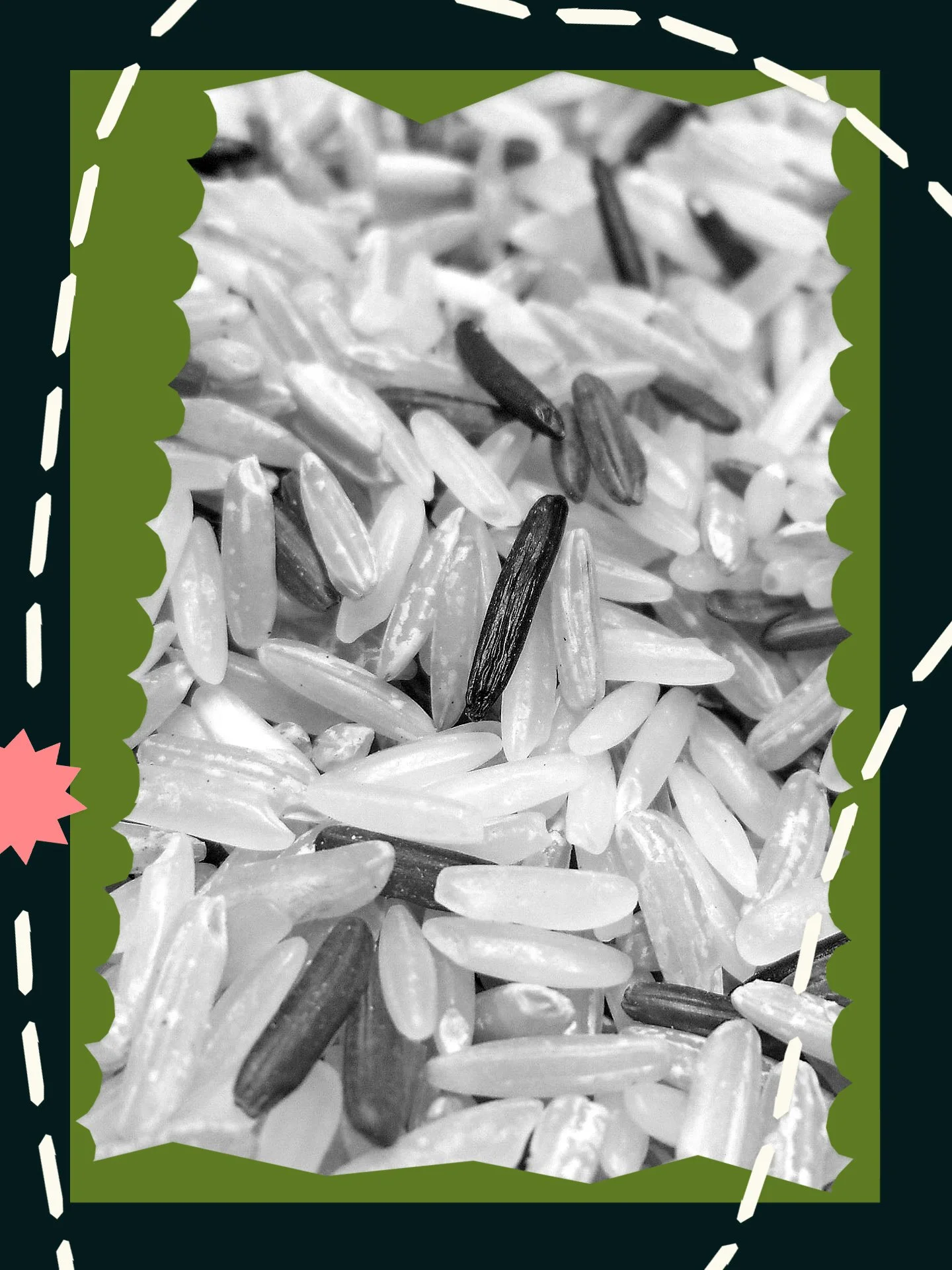 Rice’s Journey, From Asia and Africa to a Global Staple