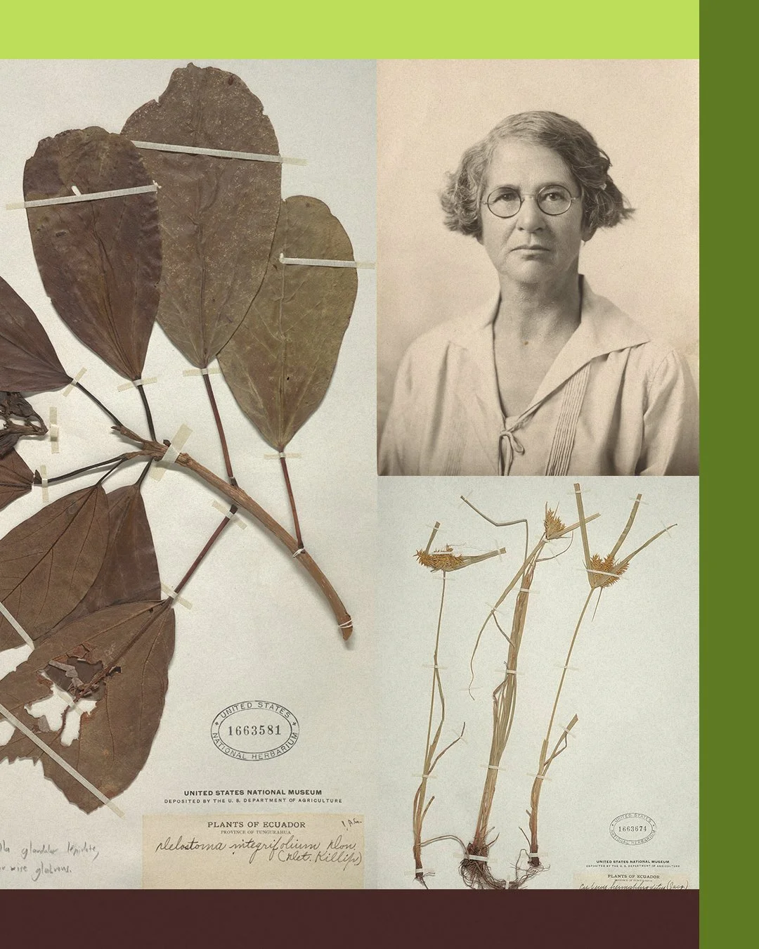 The Human Story Behind Botany and Curiosity: Ynés Mexía