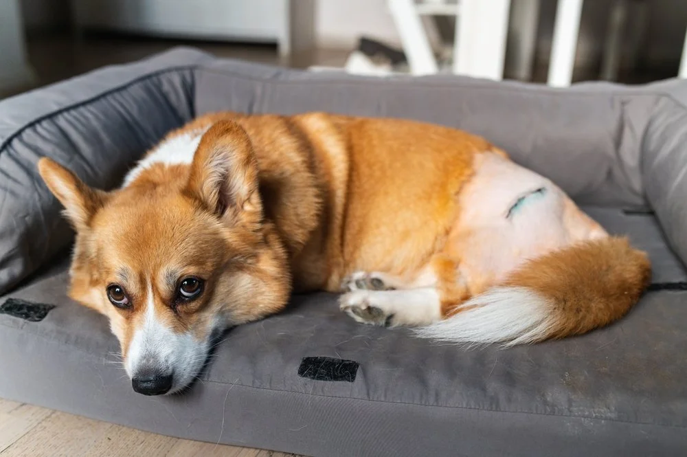 Can My Dog Board With Stitches? A Complete Guide to Boarding