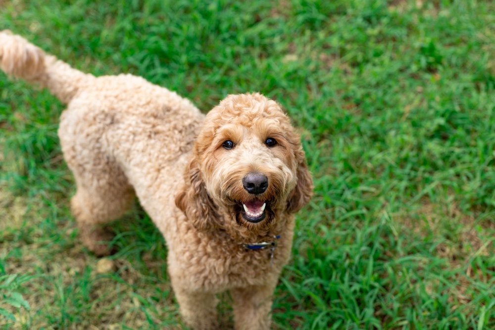 How Can I Tell If My Dog Likes Daycare? Signs Your Pup Is Thriving