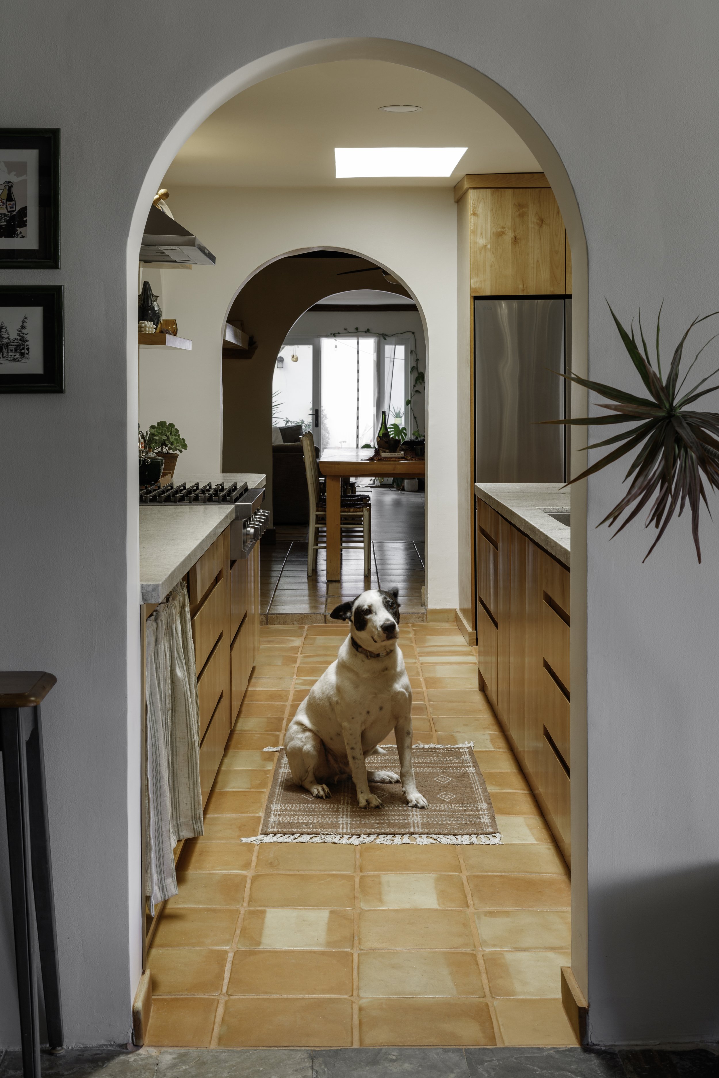 A black and white dog sitting on a small rug in a kitchen with terracotta tile flooring, wooden cabinets, and a view of the dining area in the background.