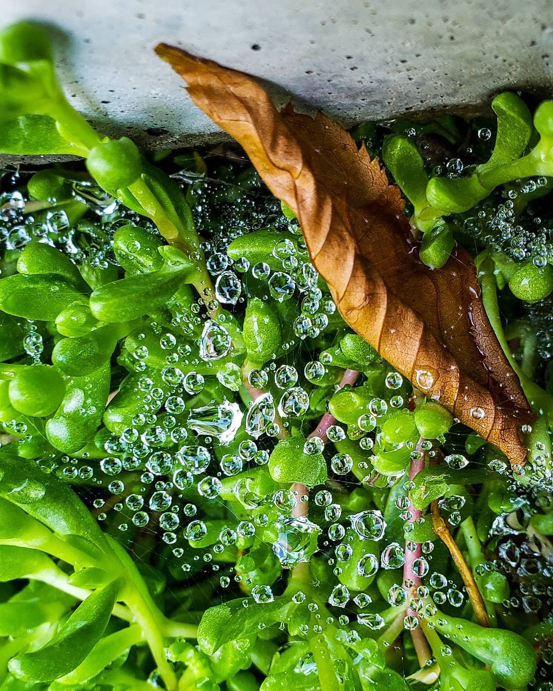 It's the small things that make a big difference
#naturephotography #photography #utah #utahphotographer #nature #waterdroplets #leaf #phonephotograpy