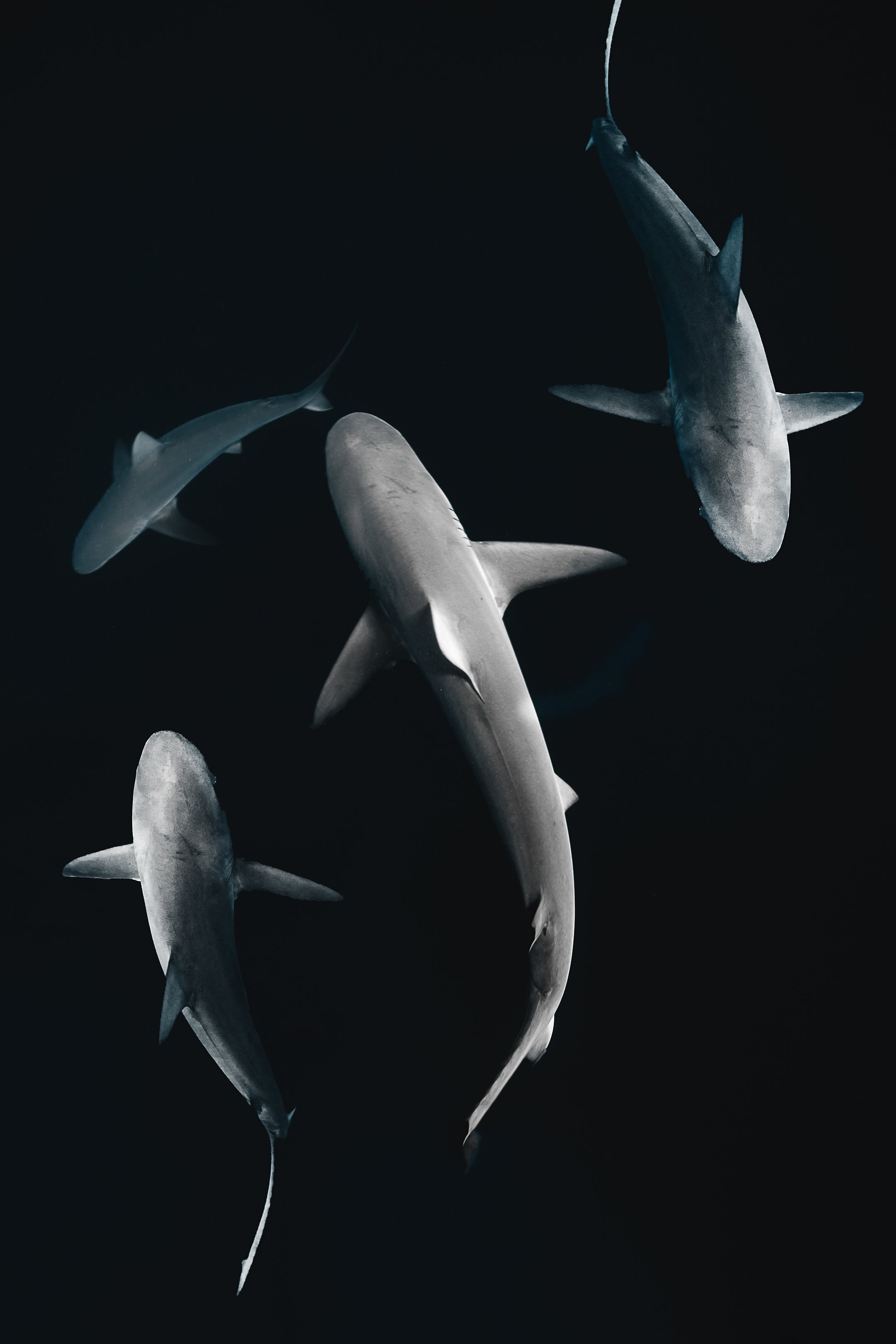 mōhalaprintsr1-47.jpg
