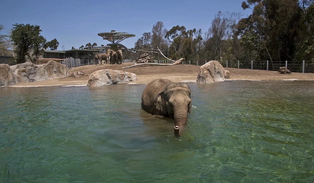 Exploring the San Diego Zoo: A Wild Adventure Awaits — Be Ready Exotics, San Diego, CA 🐼🚗