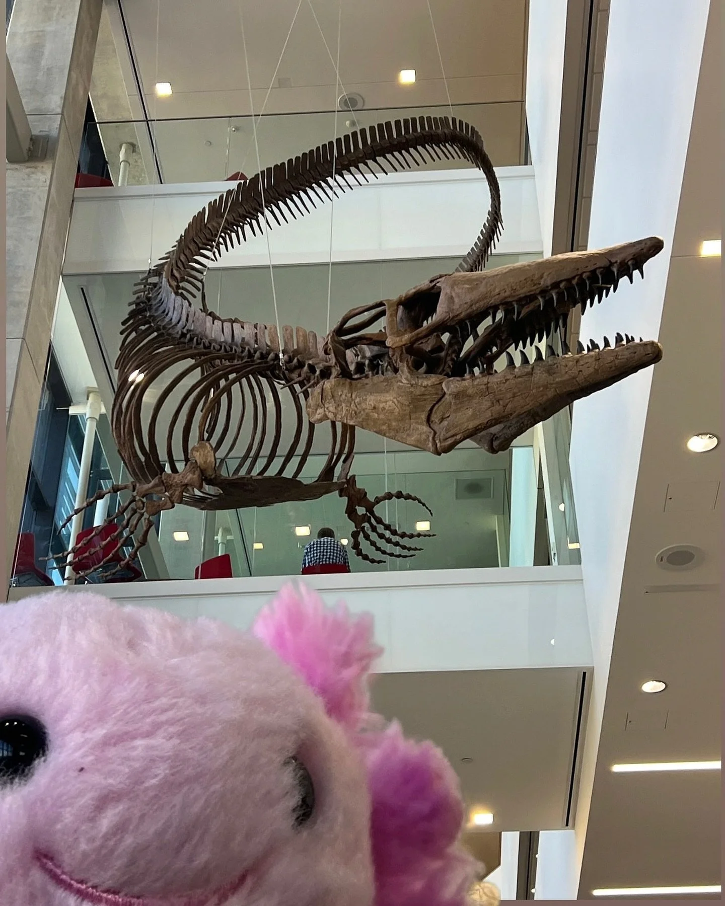 Currently visiting the University of Kansas (KU) for a couple of weeks. Stay tuned for more posts, reels, and more! 

#axolotl #ajolote #kansas #ku #universityofkansas #mosasaurus #fossil