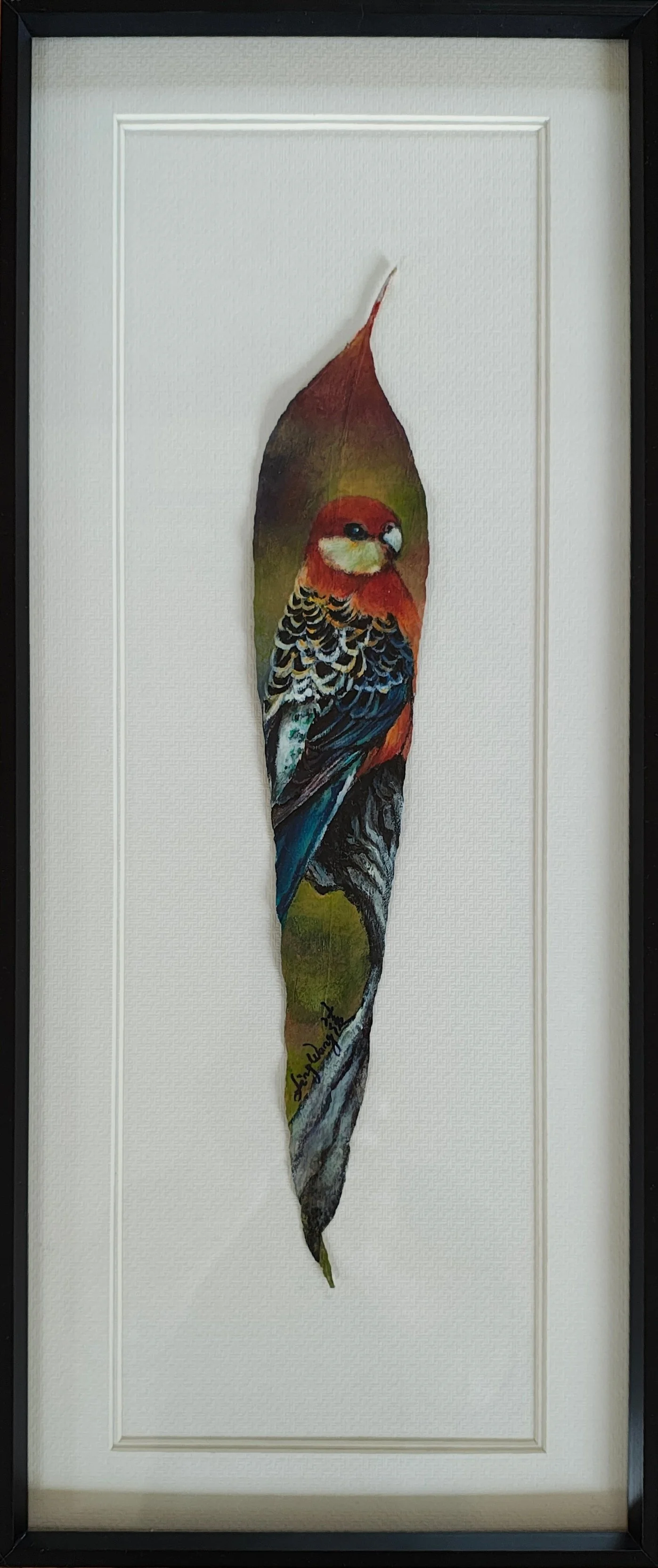 Rosella on Bluegum.jpg