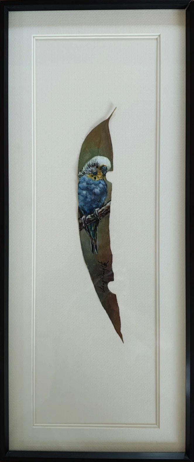 Budgie on Blue Gum