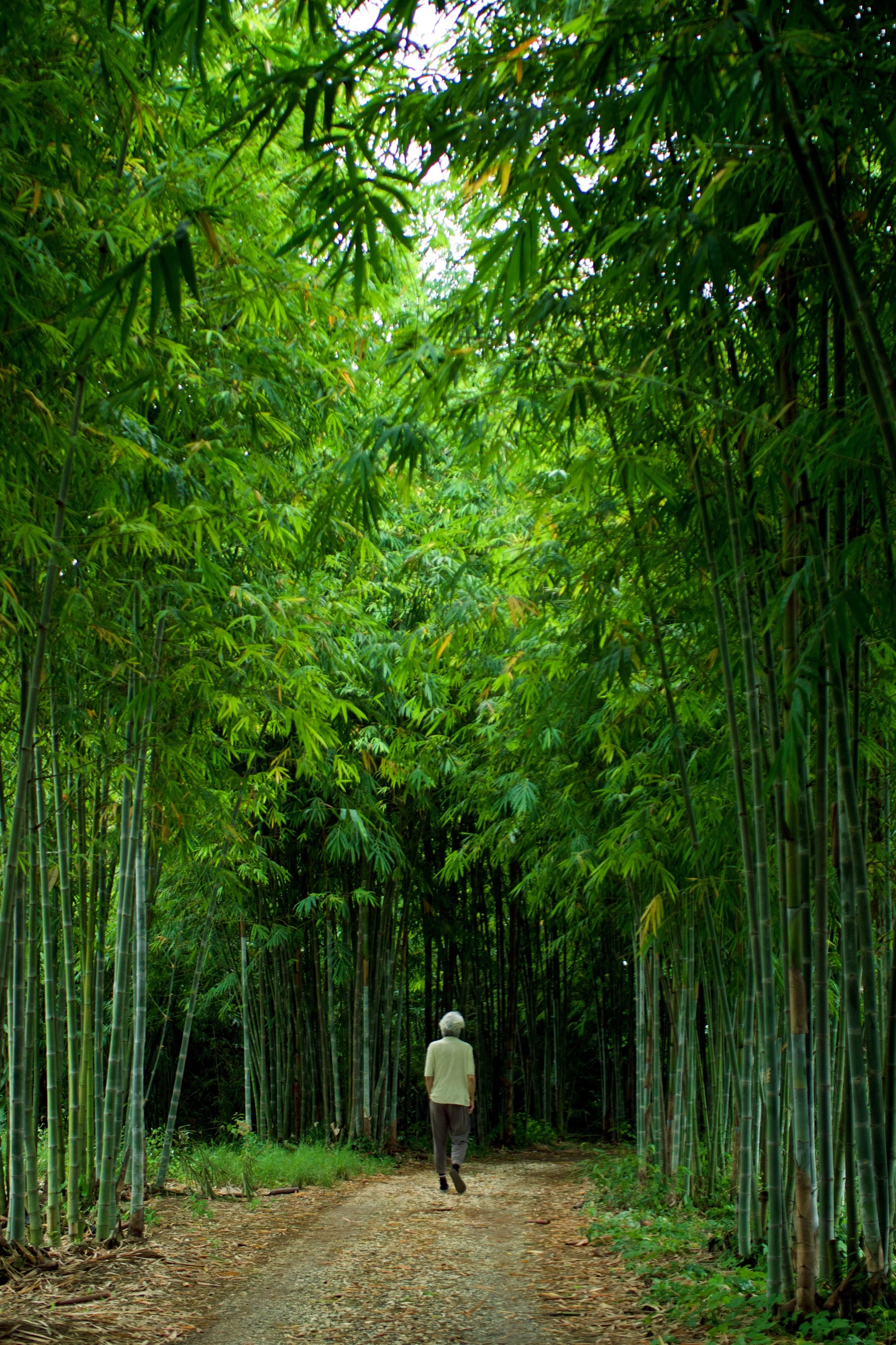 Motohashi Tsubame, Uttaradit, Thailand