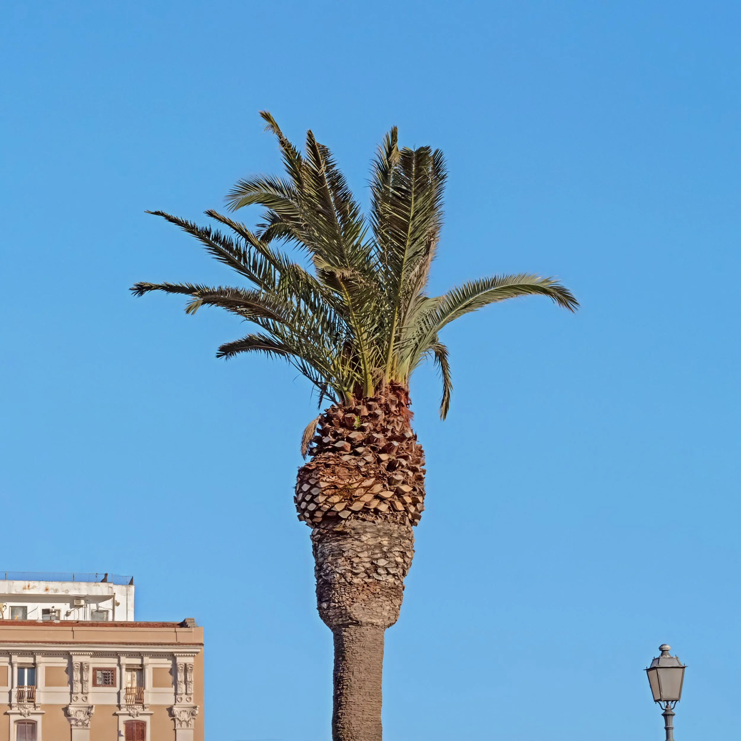 Novellino Bonaventura, Puglia, Italy