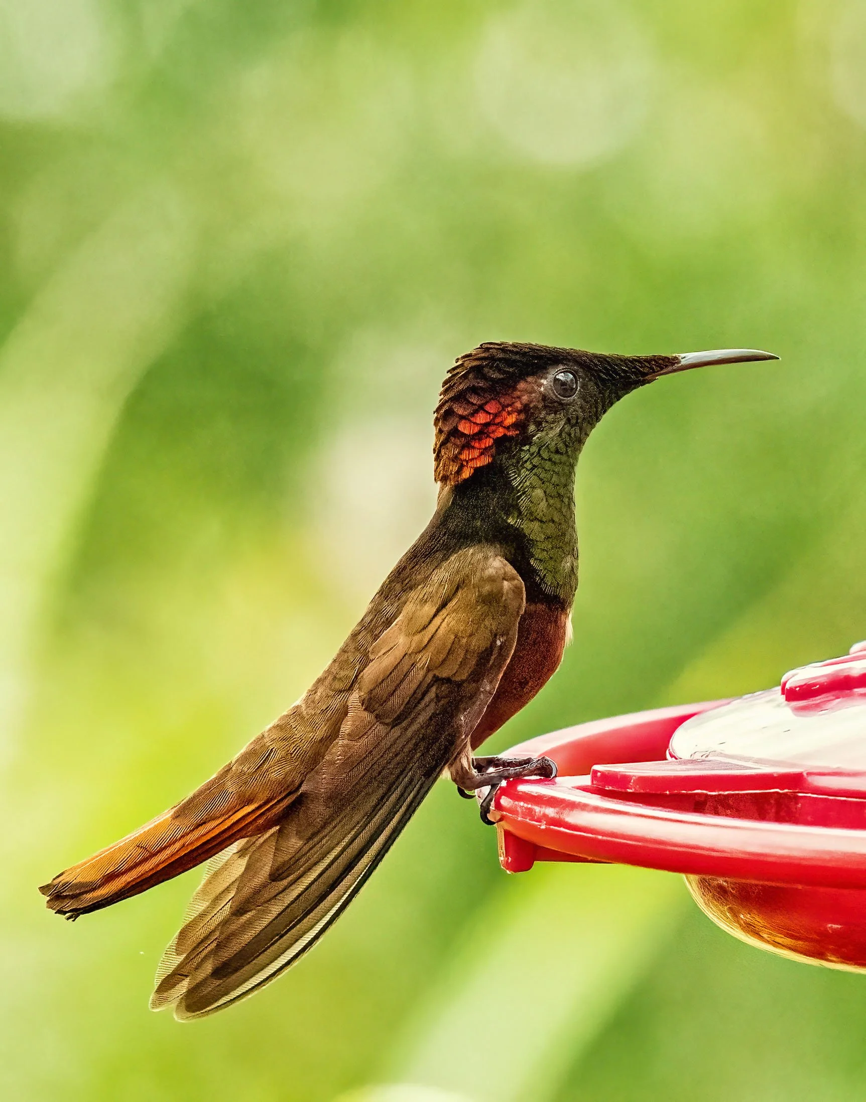 Varma Ratan, St. Augustine,
Trinidad and Tobago