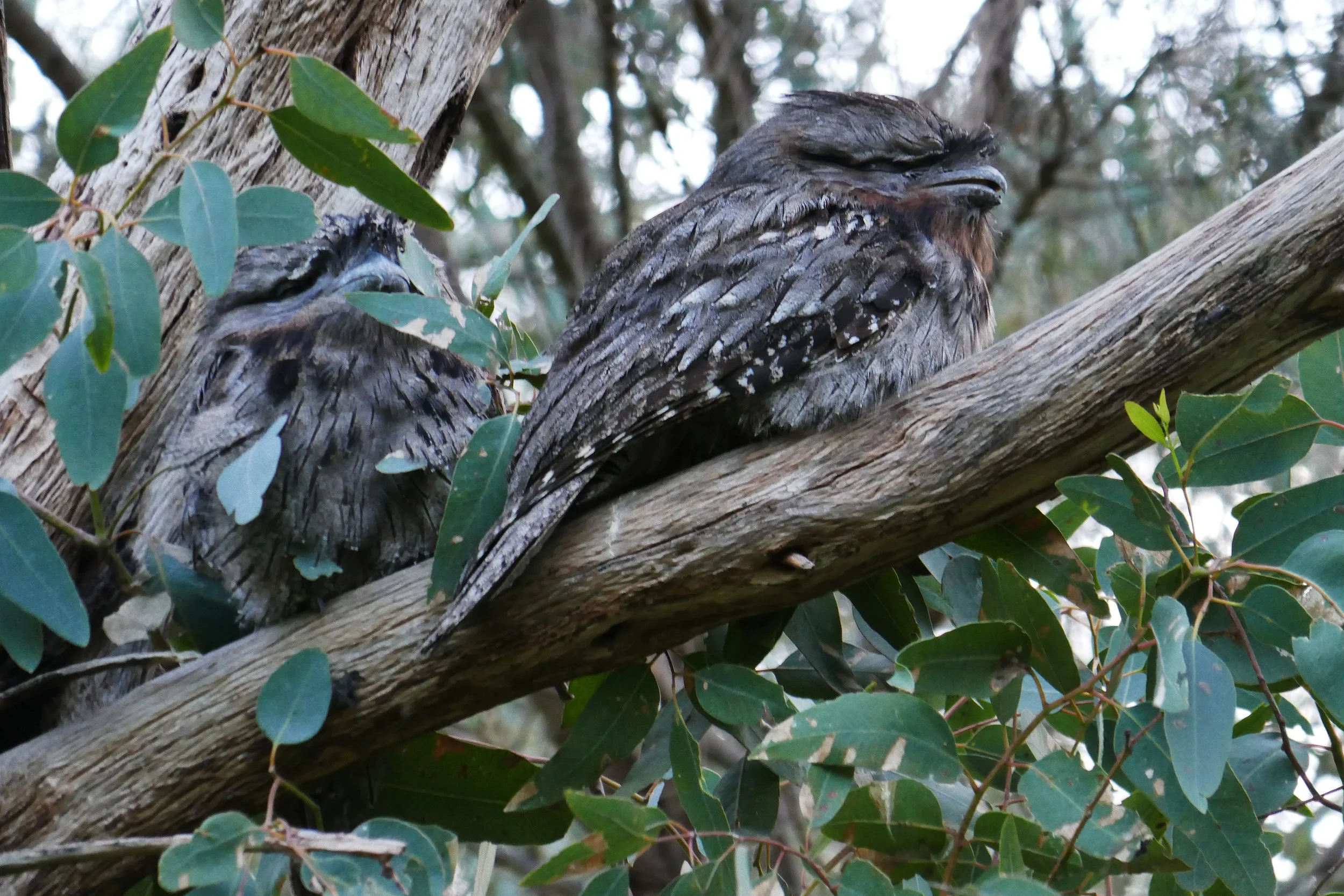 Ashley_Martin., South Australia, Australia