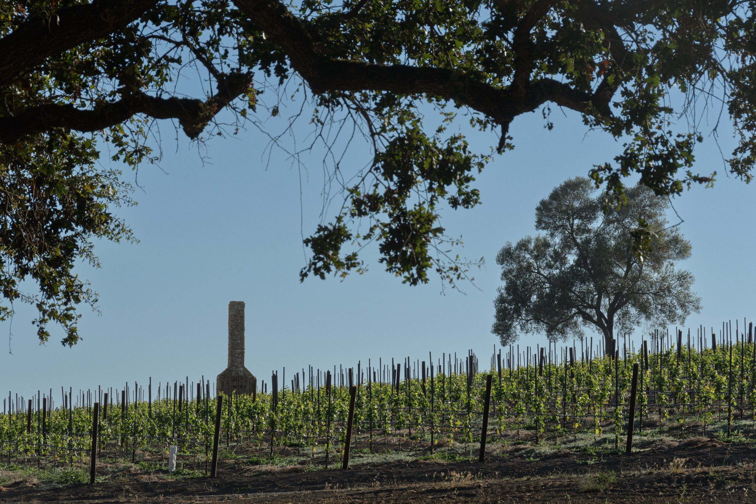 DeBernardi Thomas, Napa, CA, USA