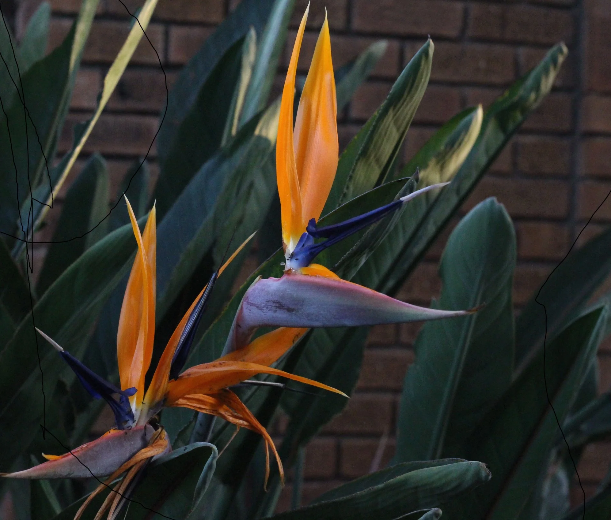 Roche Angela, Pretoria East, South Africa