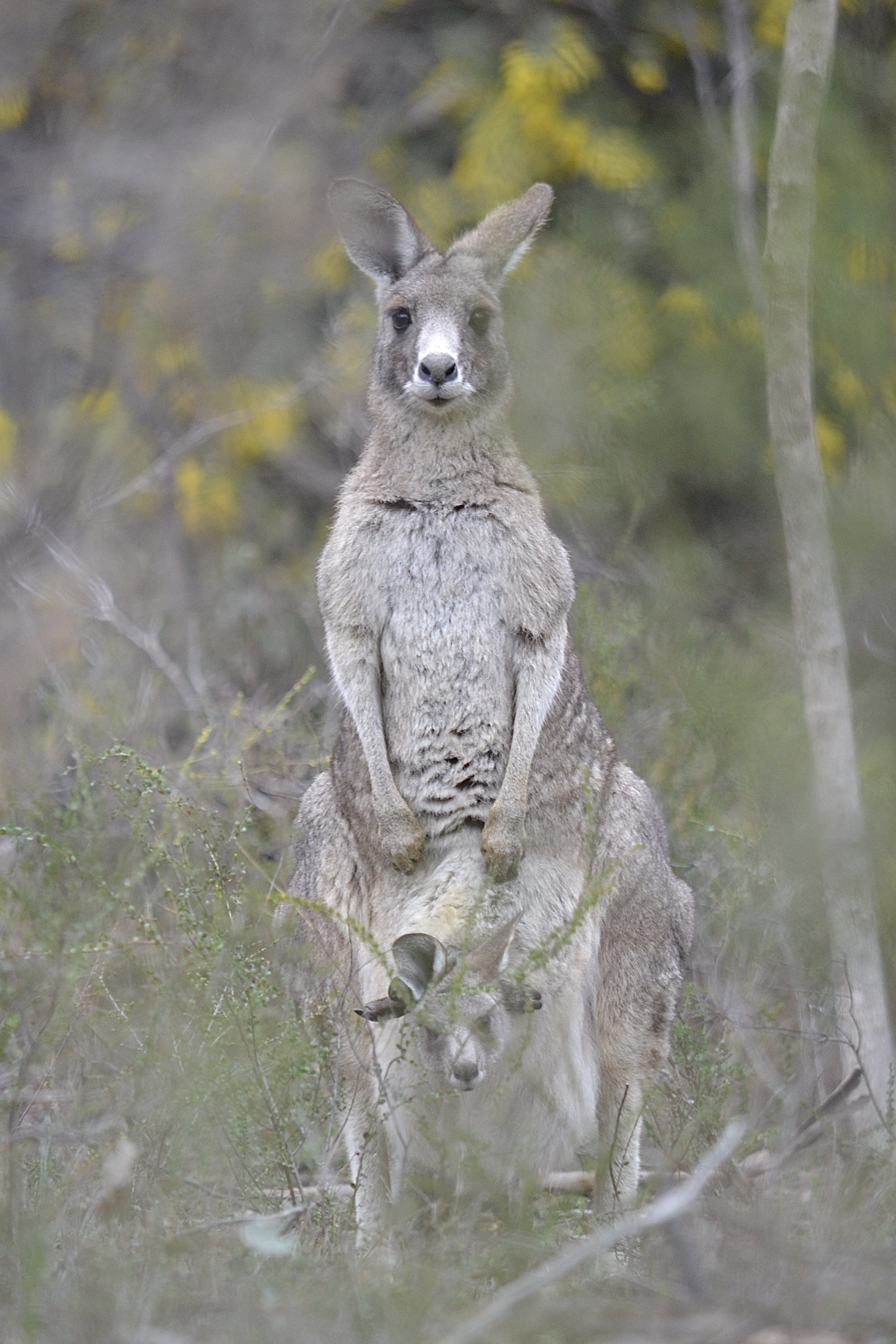 Paul Derby, Bendigo, Australia