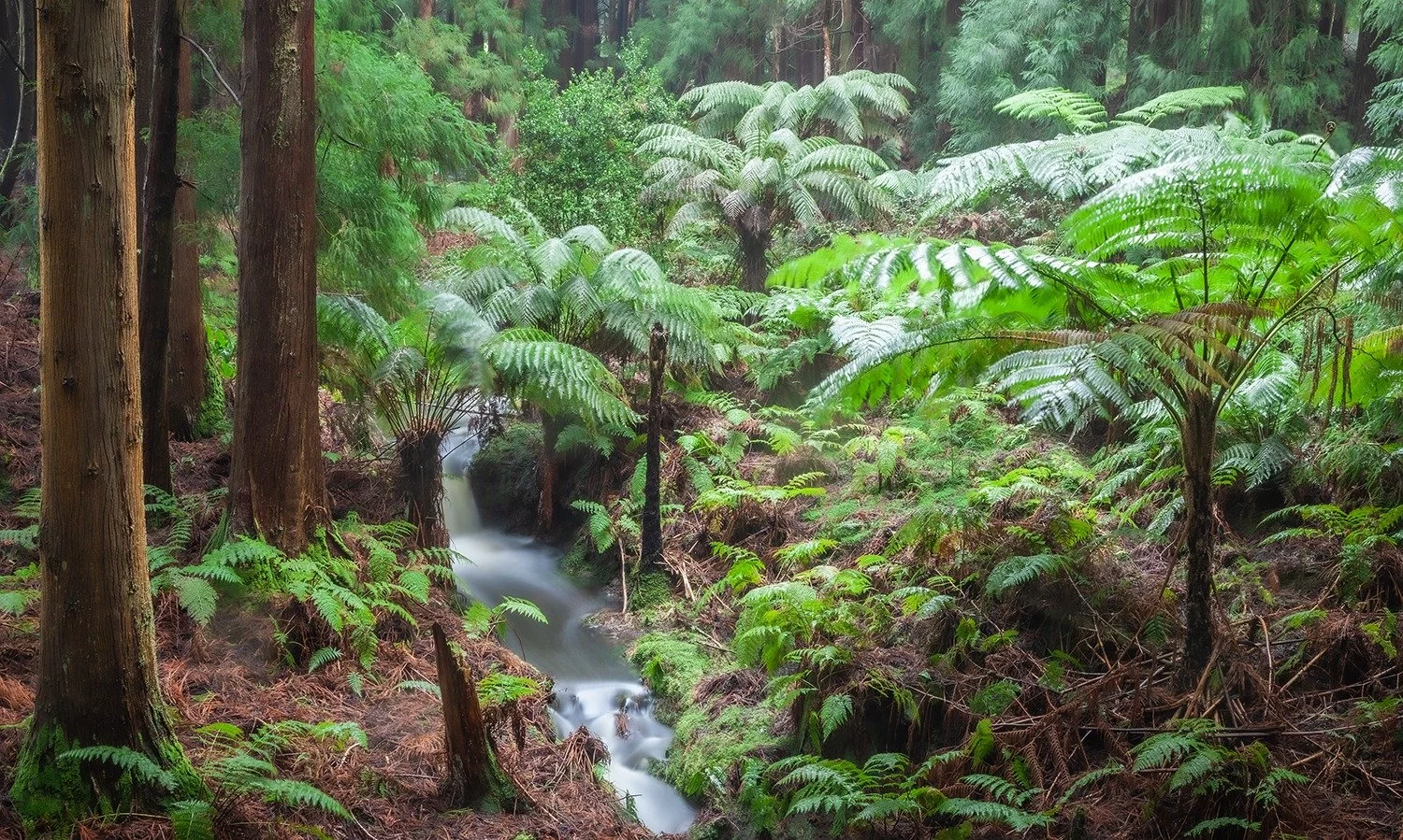 fern trees with stream 2 (1).jpeg