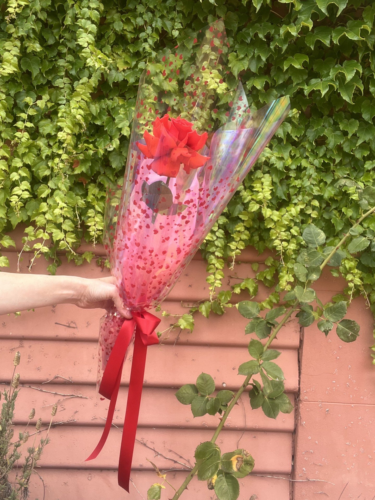 single red rose stem