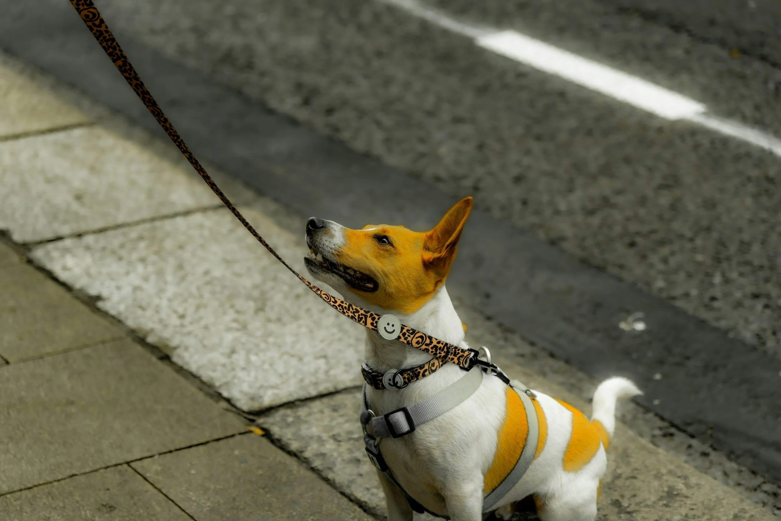 What is a dog lead?                           </span>Why do we need it, and what does it do?