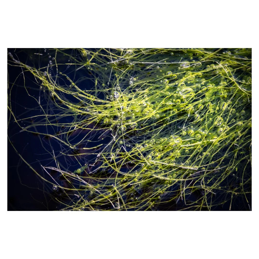 Rock pool 1