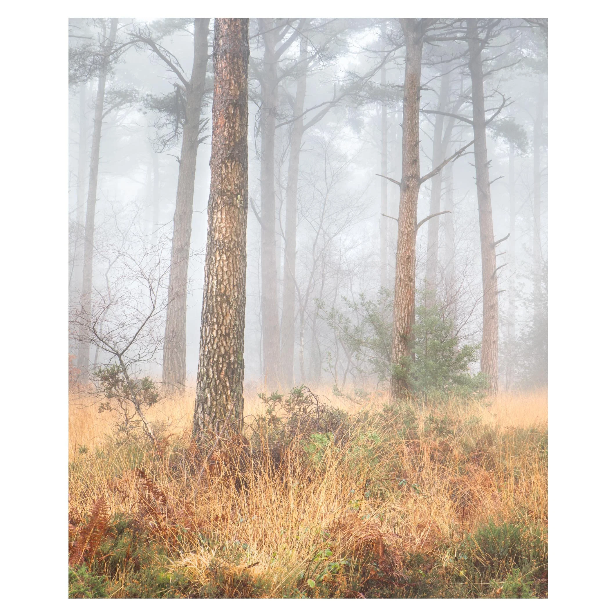Forest fog, near Sidmouth