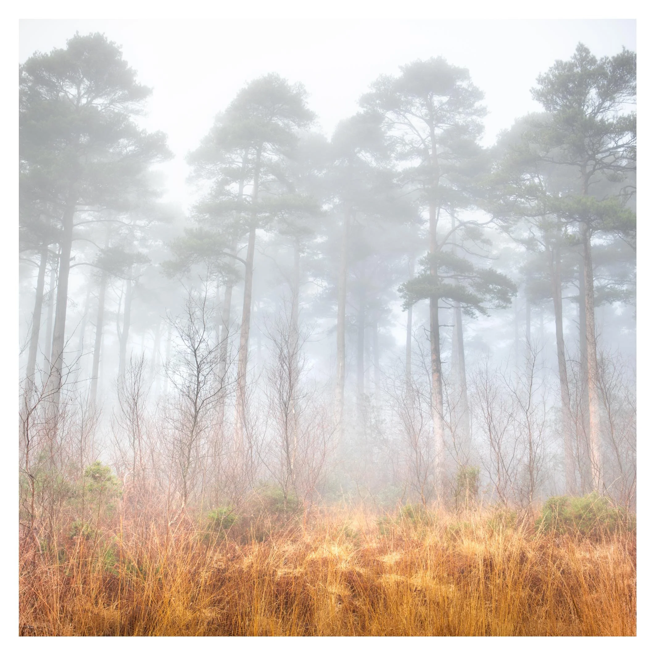 Forest 'flames', near Sidmouth 