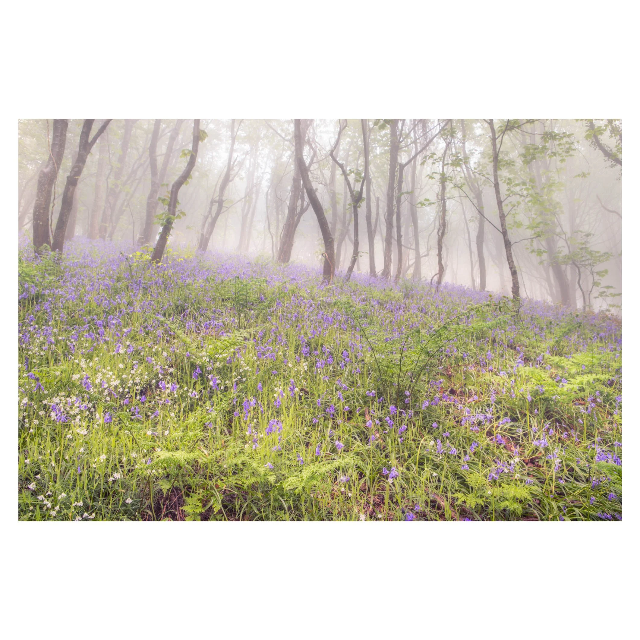 Bluebells and sea mist, near Sidmouth