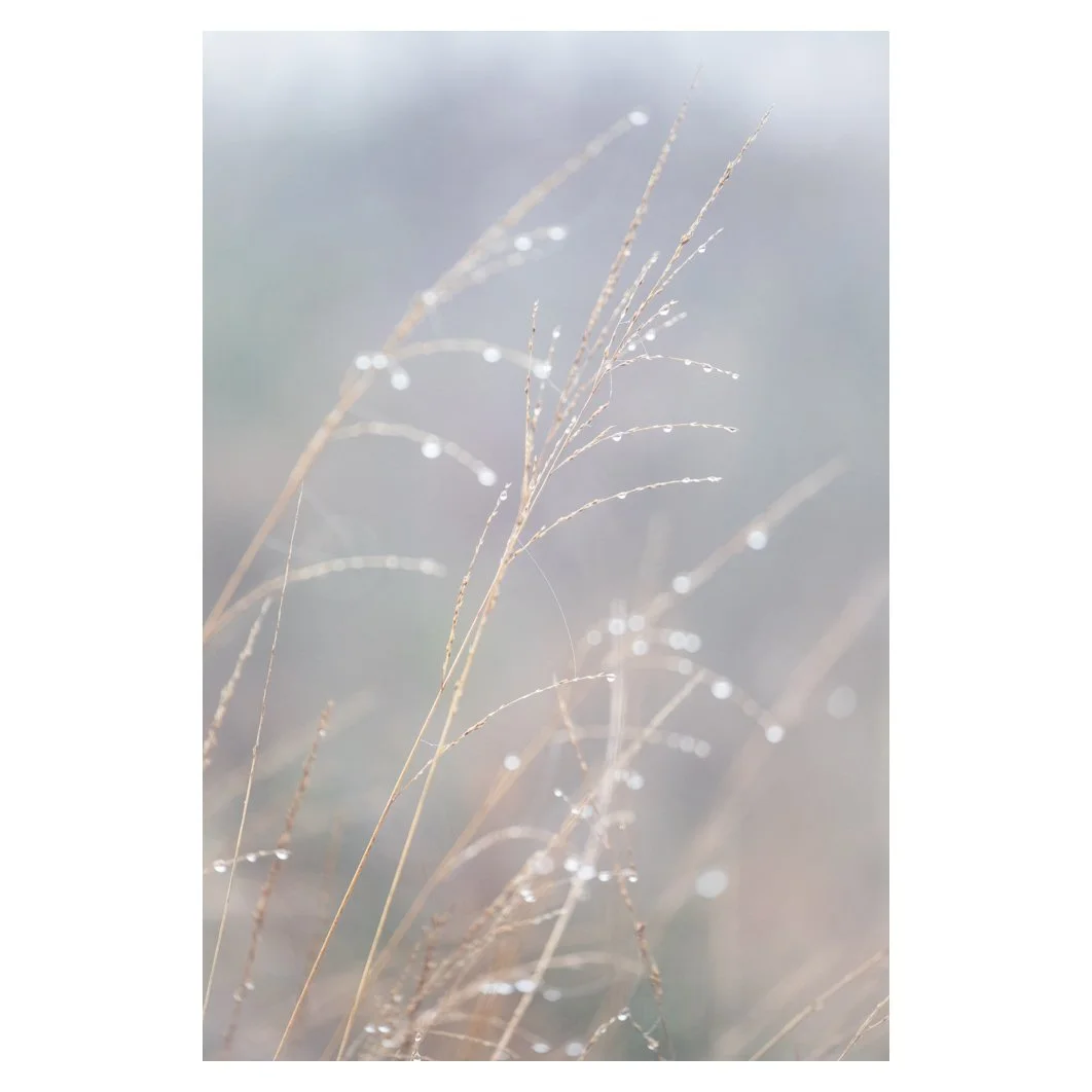 Grass and dewdrops 2