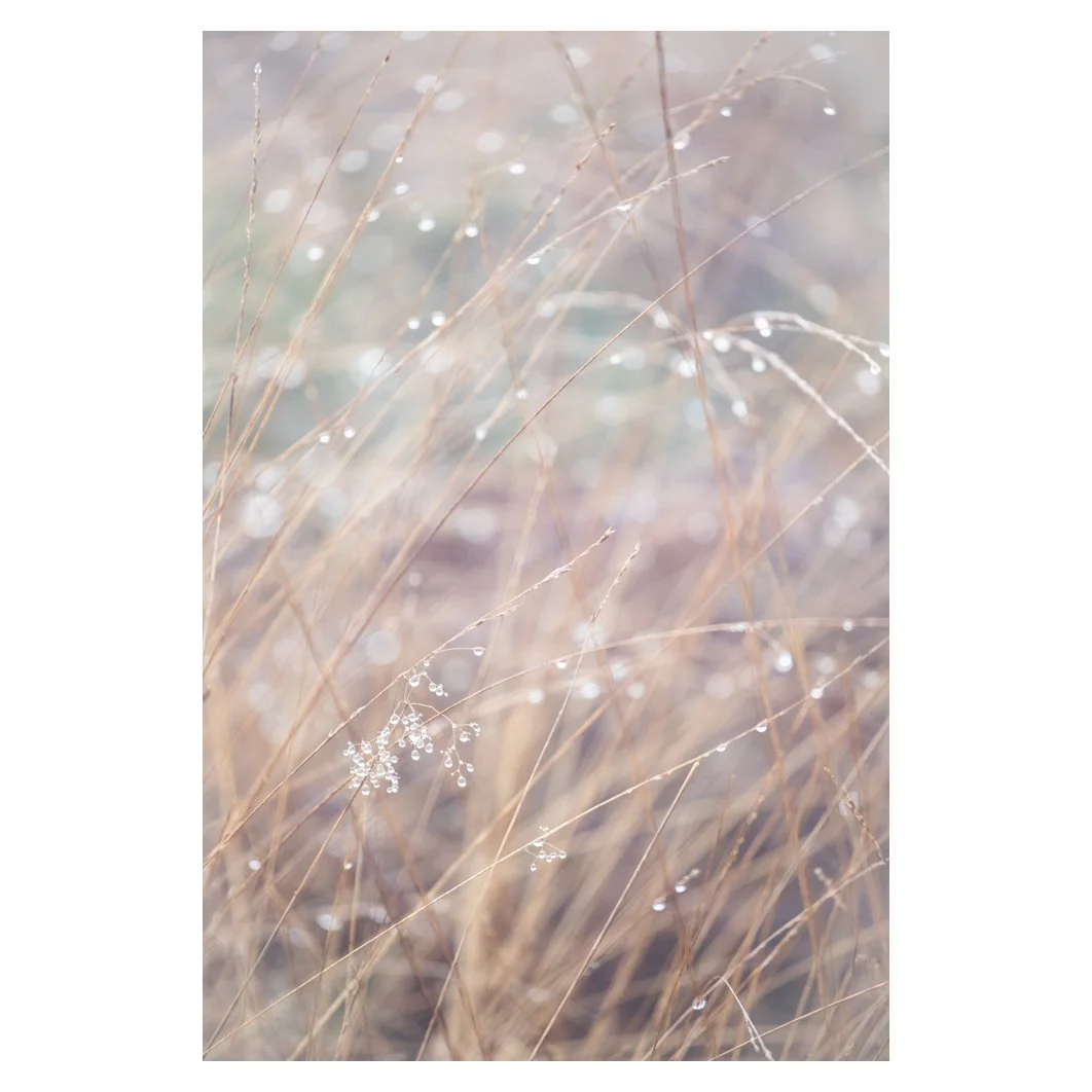 Grass and dewdrops 3