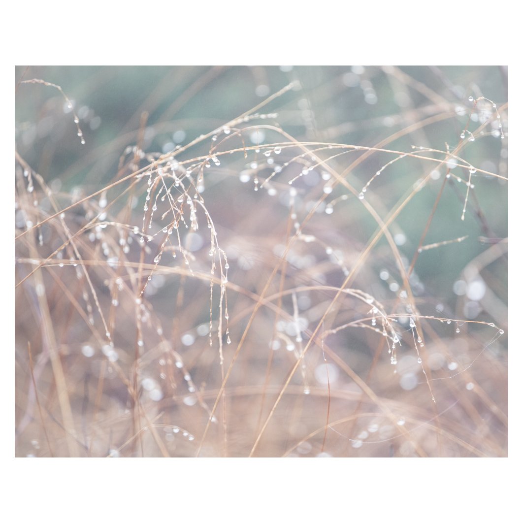 Grass dewdrops 1