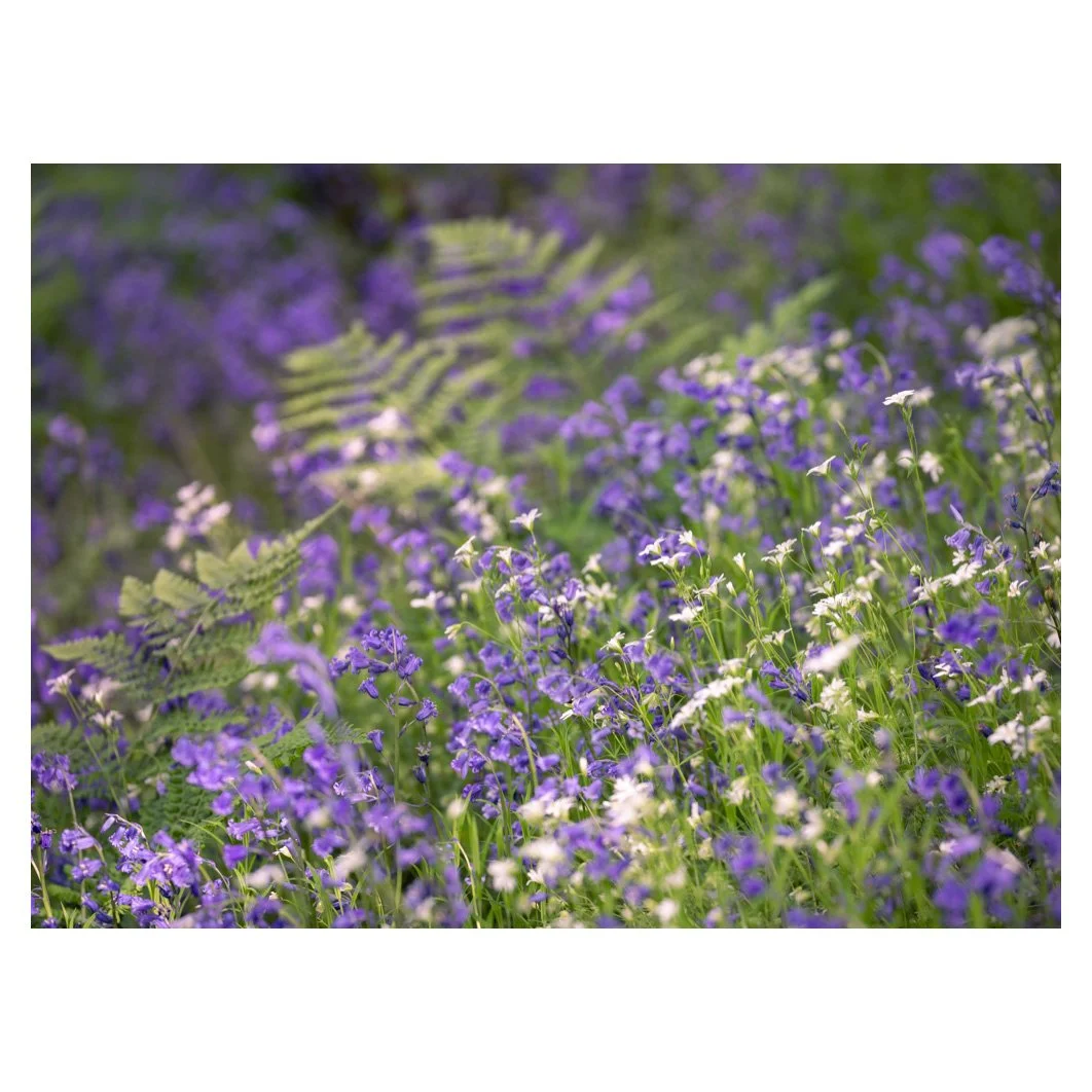 Bluebell medley