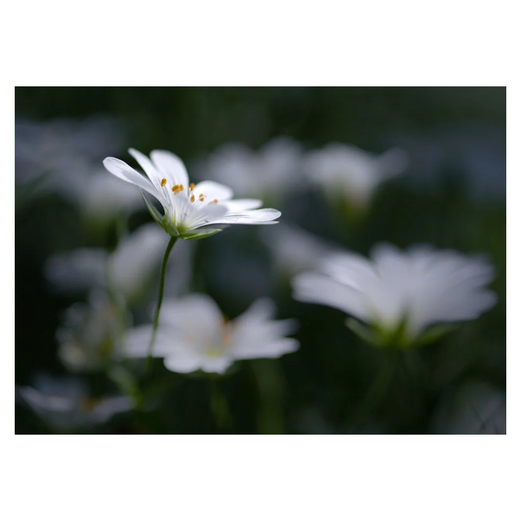 Stitchwort