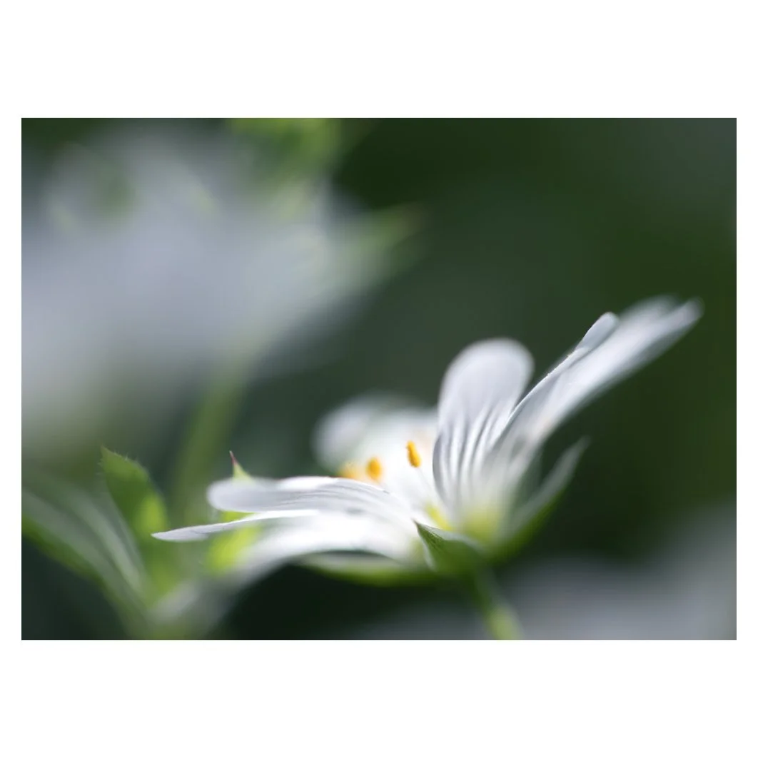 Stitchwort stamens