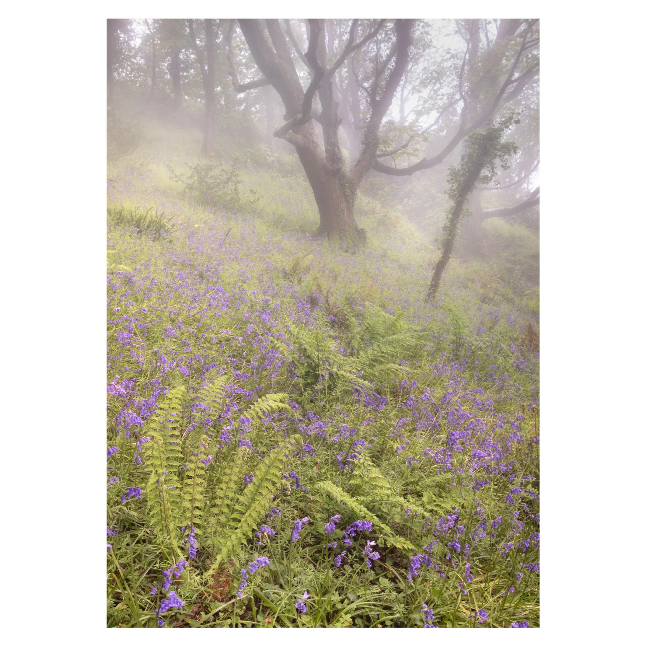 Sea mist and bluebells, Devon
