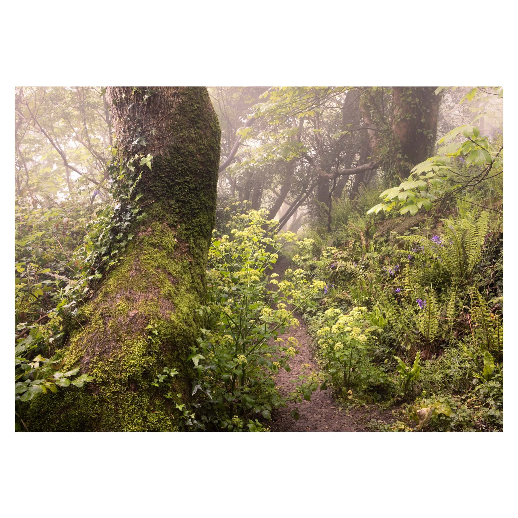 Spring woodland, Devon