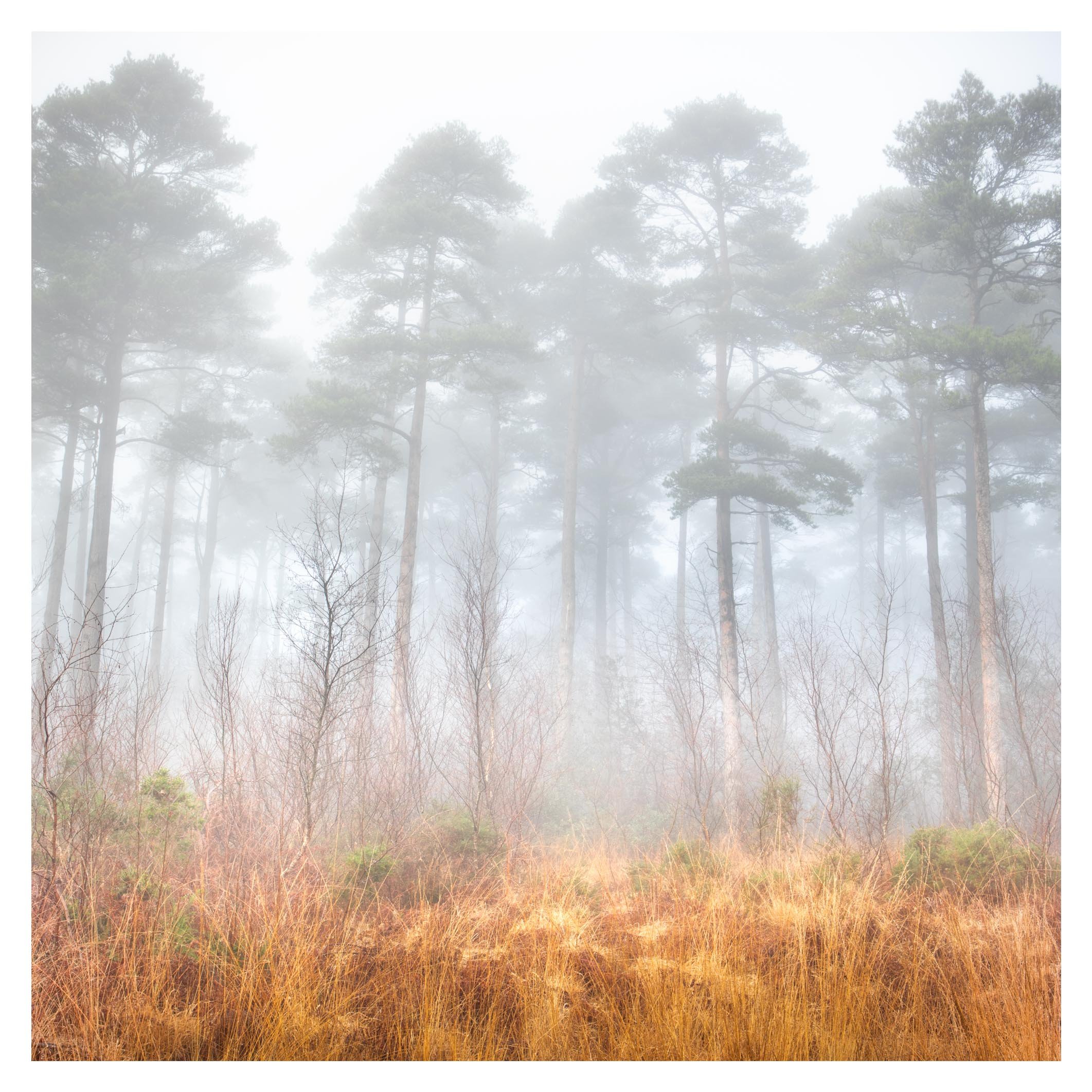Forest 'flames', Devon