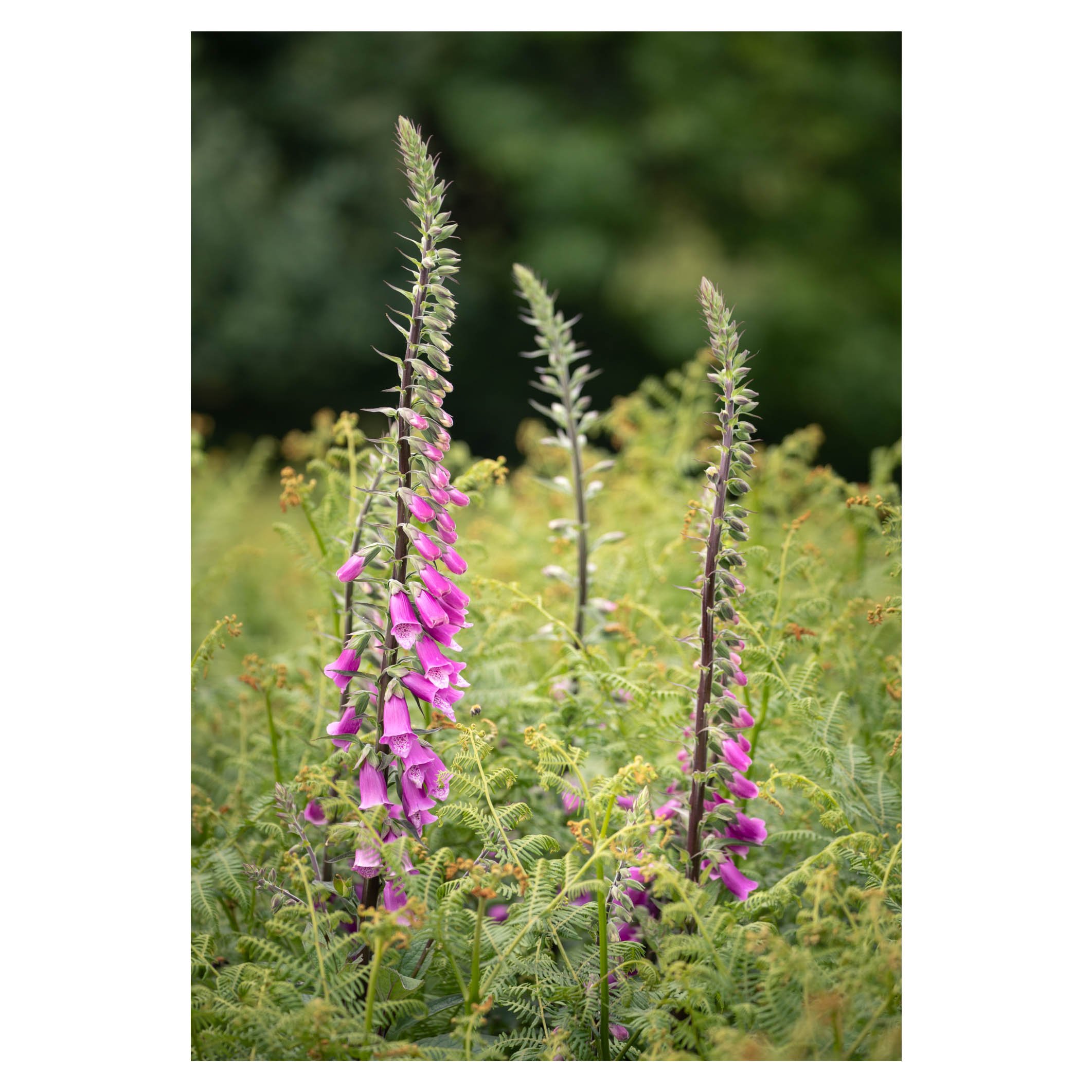 Triad of foxgloves