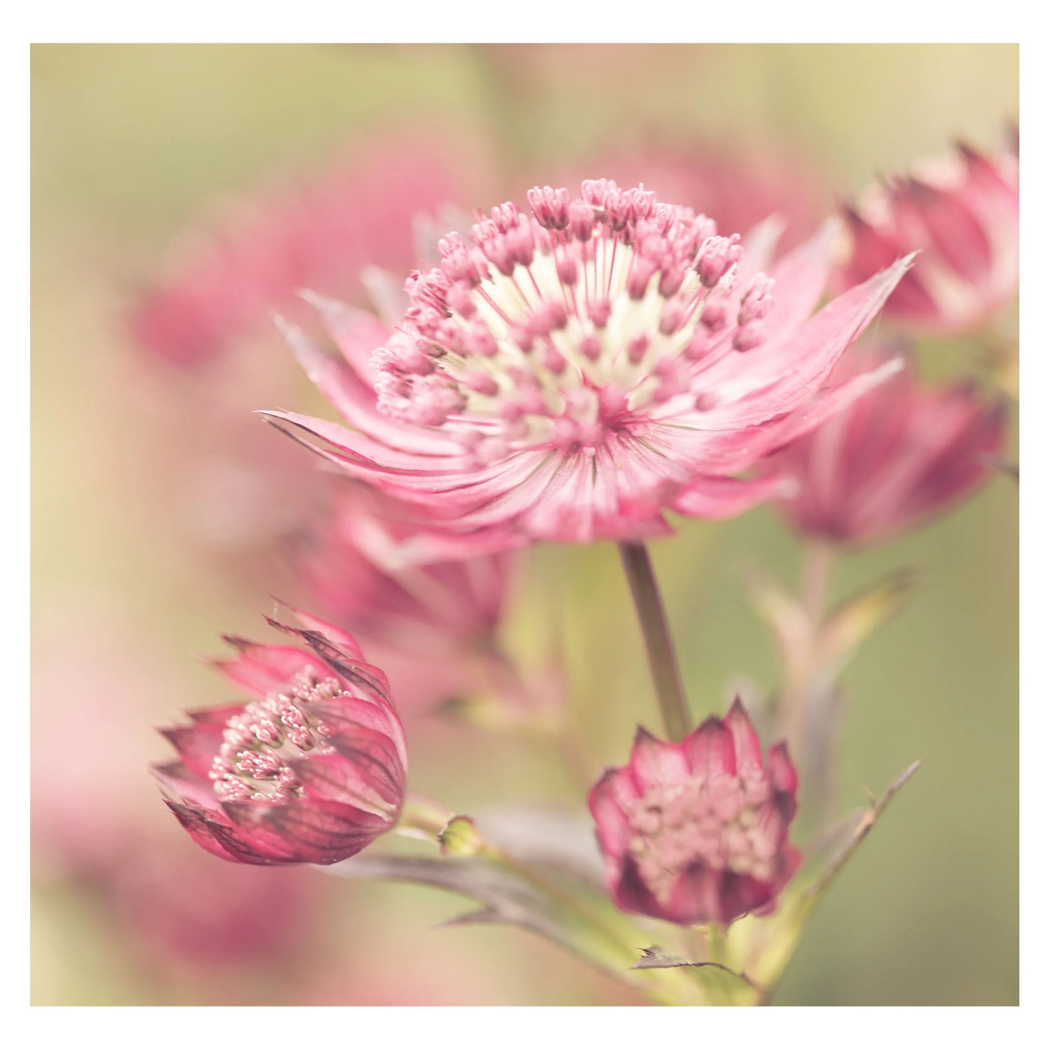 Astrantia