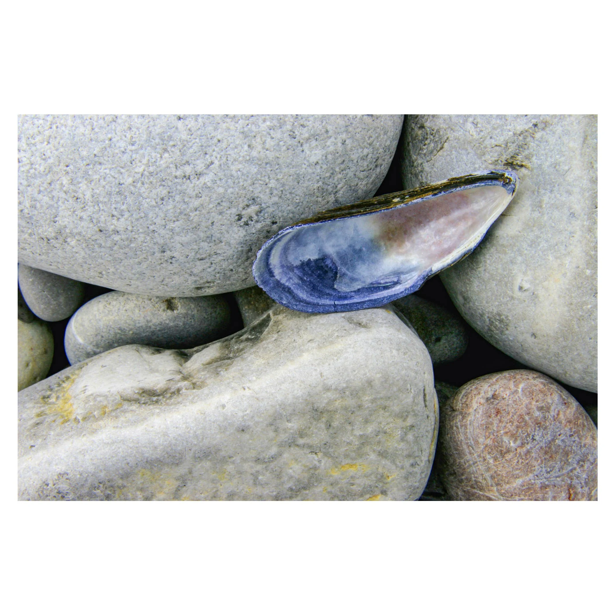 Mussel shell