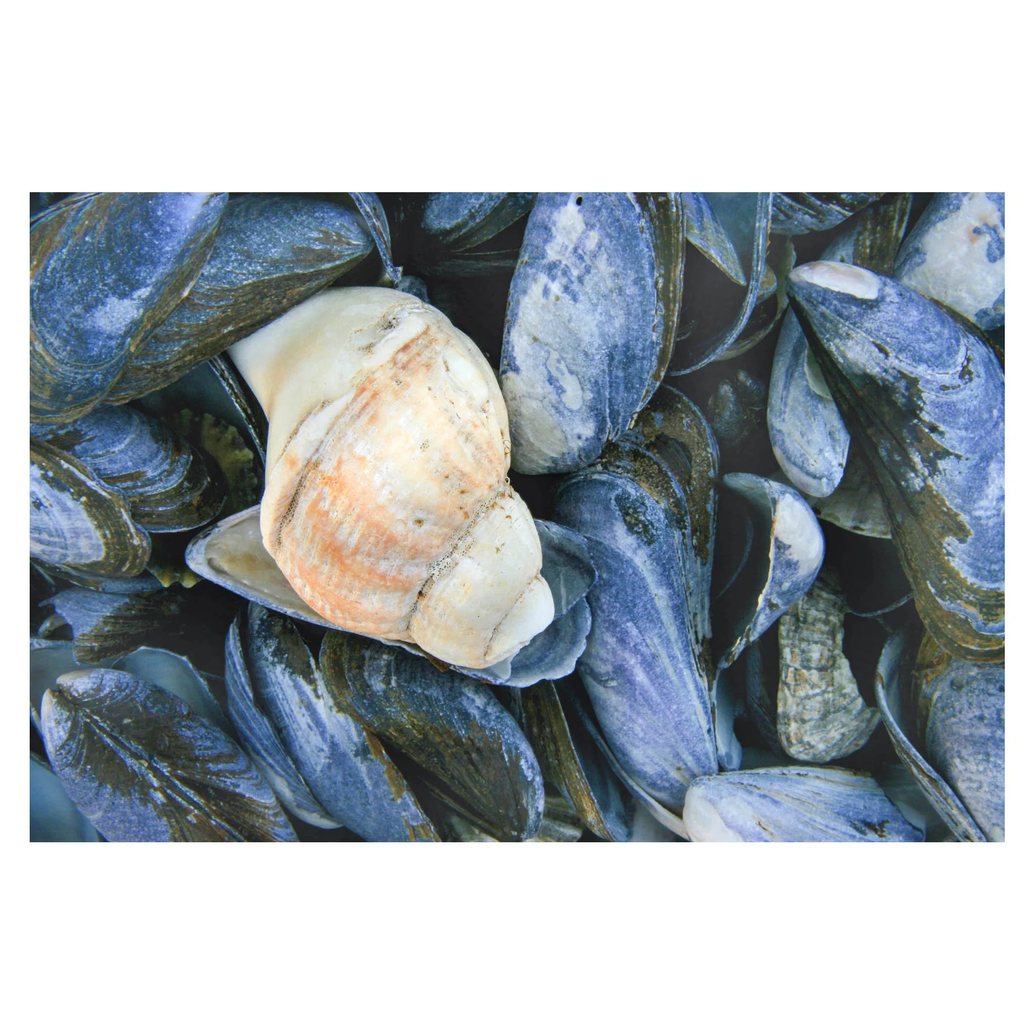 Shell two-tone