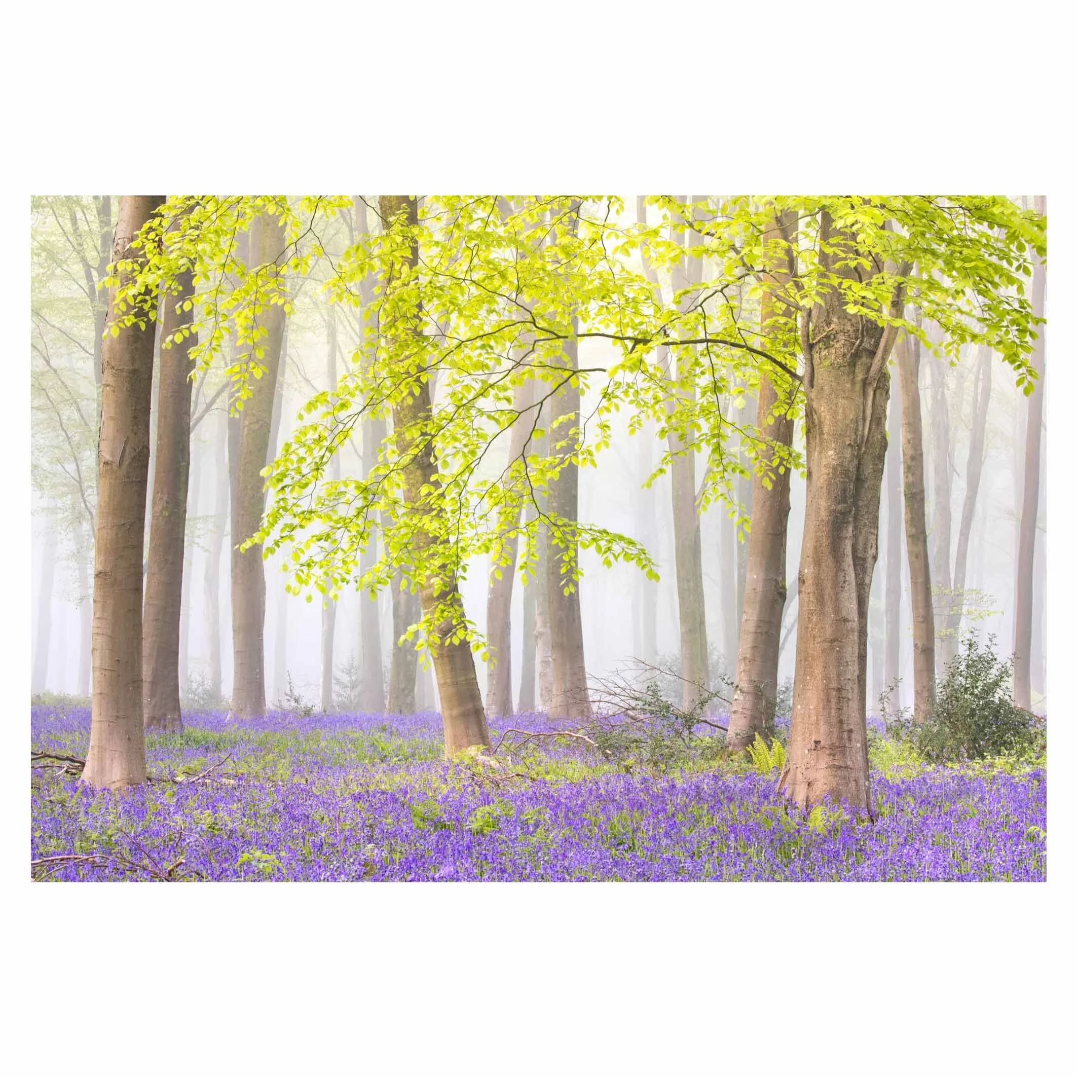 Bluebells in the mist, near Micheldever