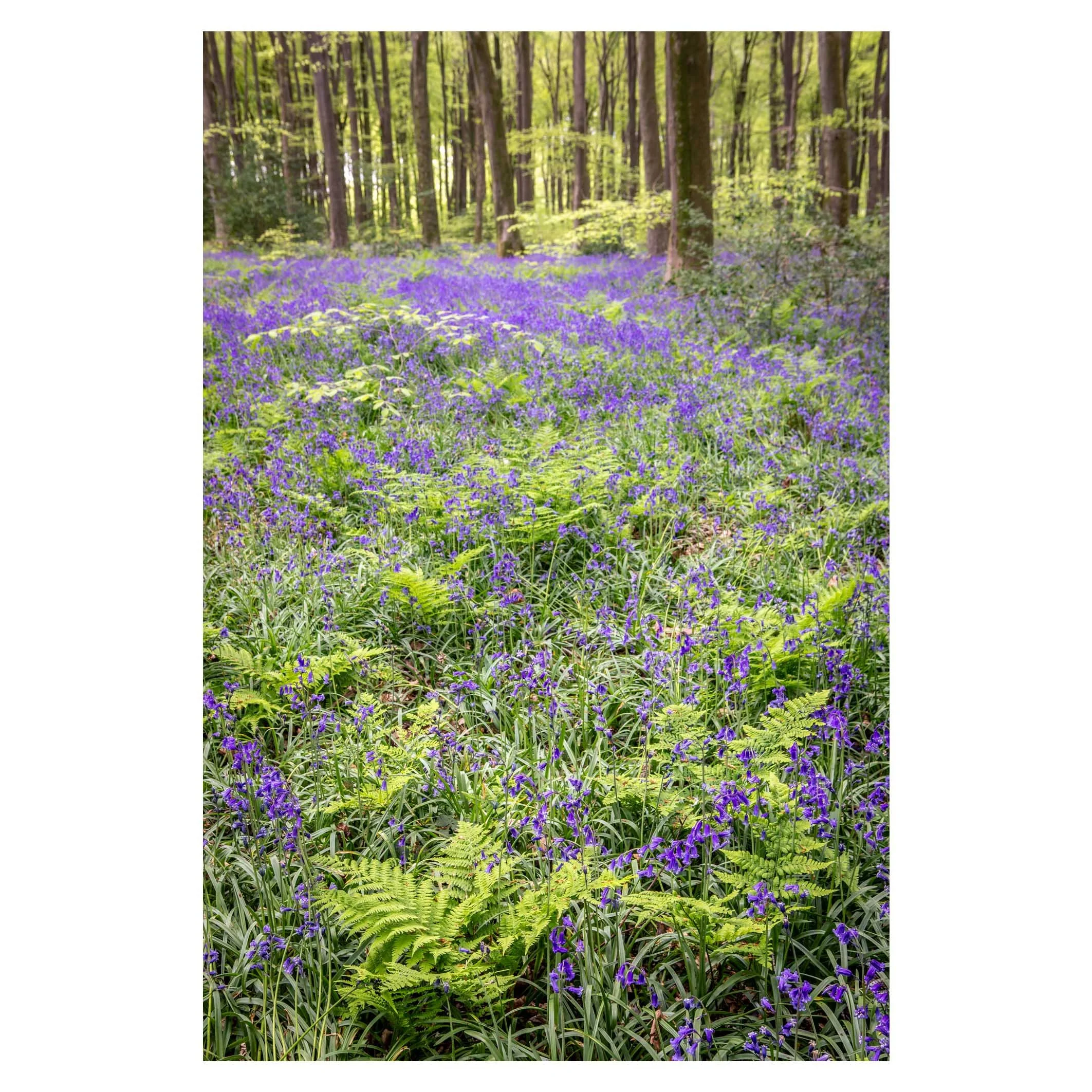 Micheldever bluebells