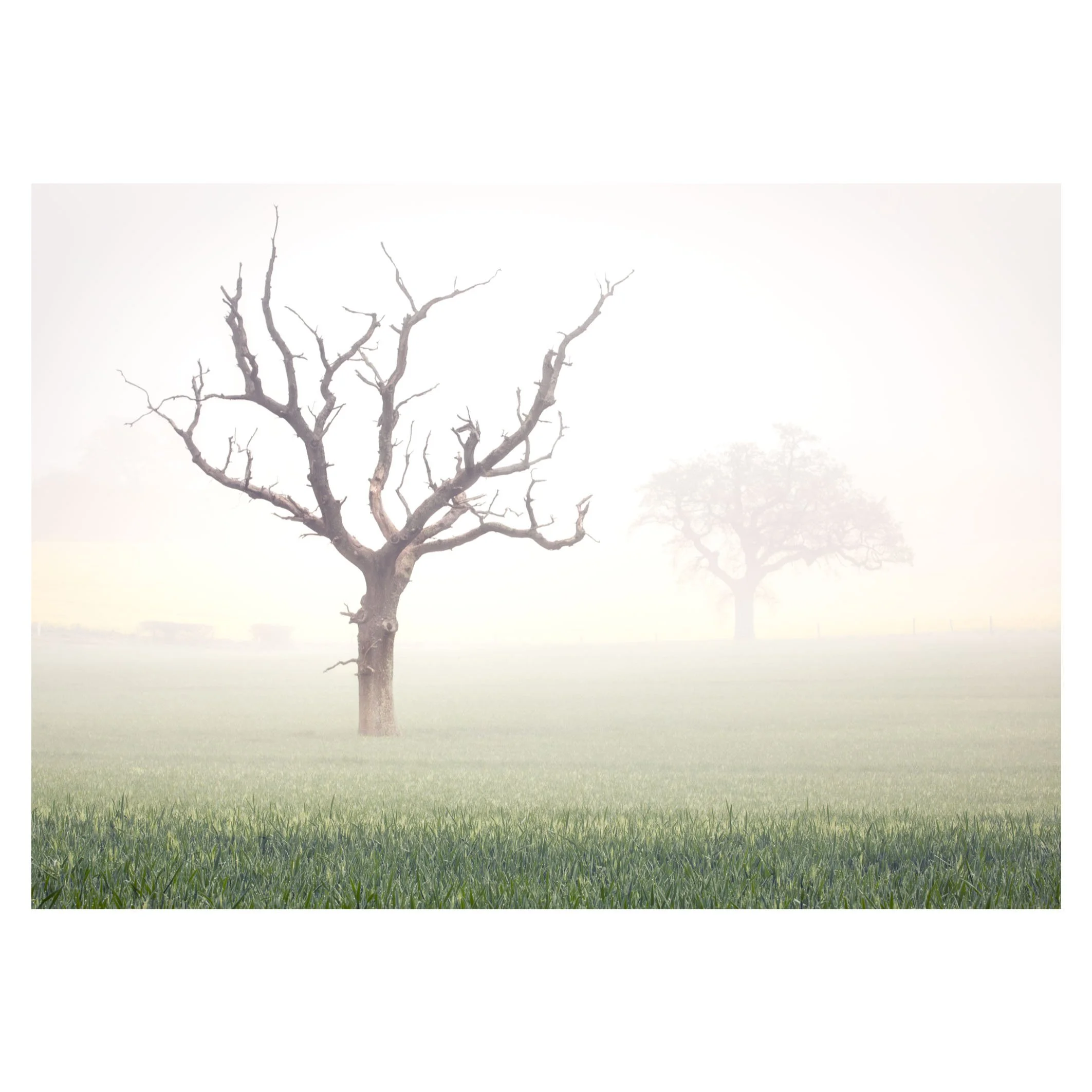 Foggy Hampshire morning