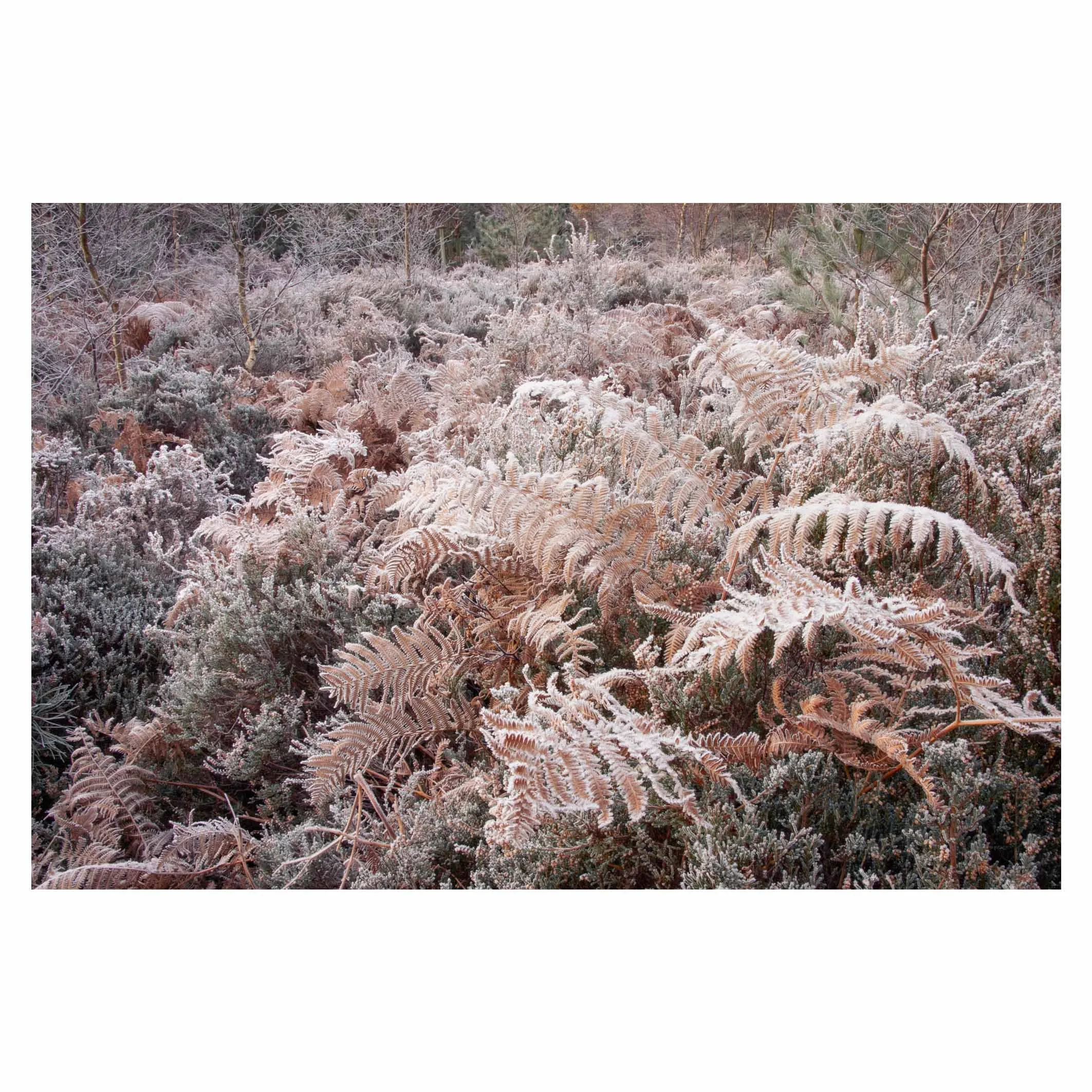 Hoar frost on bracken, New Forest